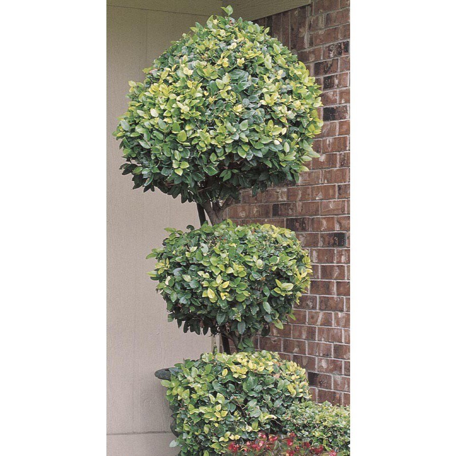 White Tier Poodle Waxleaf Ligustrum Feature Shrub In Pot With Soil