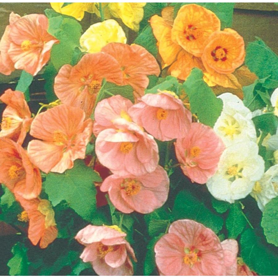 3.58Gallon Multicolor Chinese Lantern in Pot (L9599) in