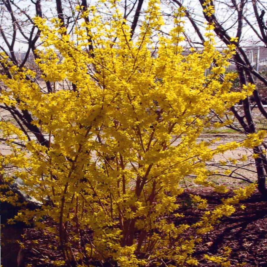 1 Gallon Yellow Lynwood Gold Forsythia In The Shrubs Department At Lowes Com