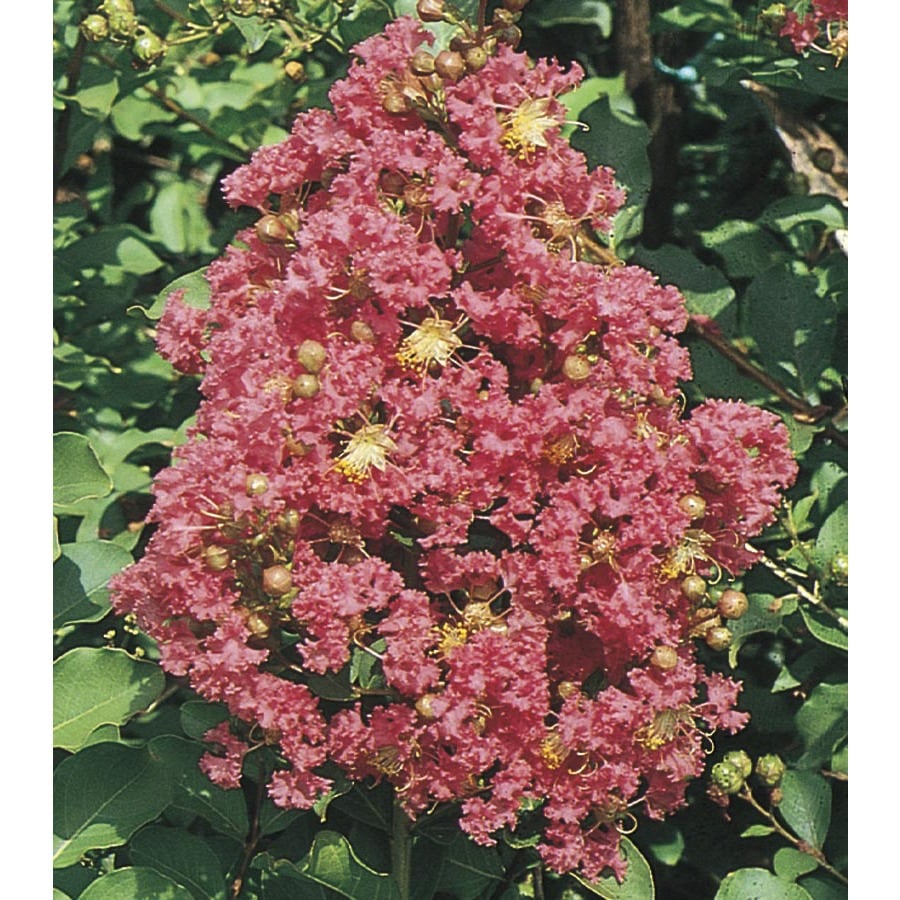 Shop 1025 Gallon Pink Tuscarora Crape Myrtle Flowering Shrub L1361