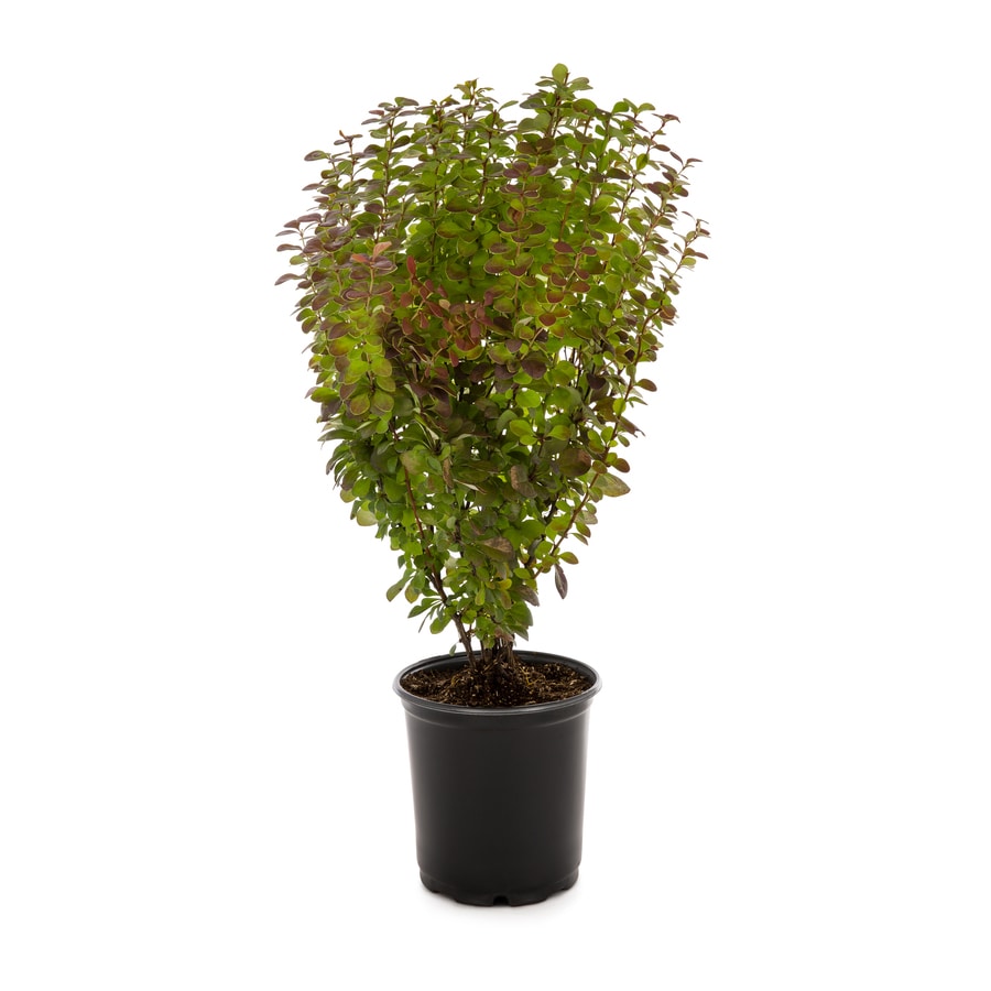 Shop 1 Gallon Orange Rocket Barberry Accent Shrub L23770 At Lowes