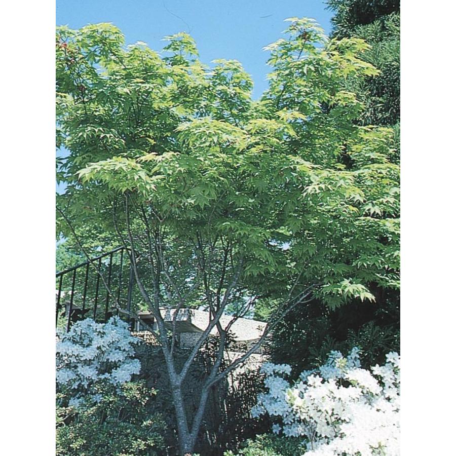 15 gallon maple tree shop 7 15 gallon japanese maple feature tree l4163 at lowes 15 gallon maple tree shop 7 15 gallon japanese maple feature tree l4163 at lowes