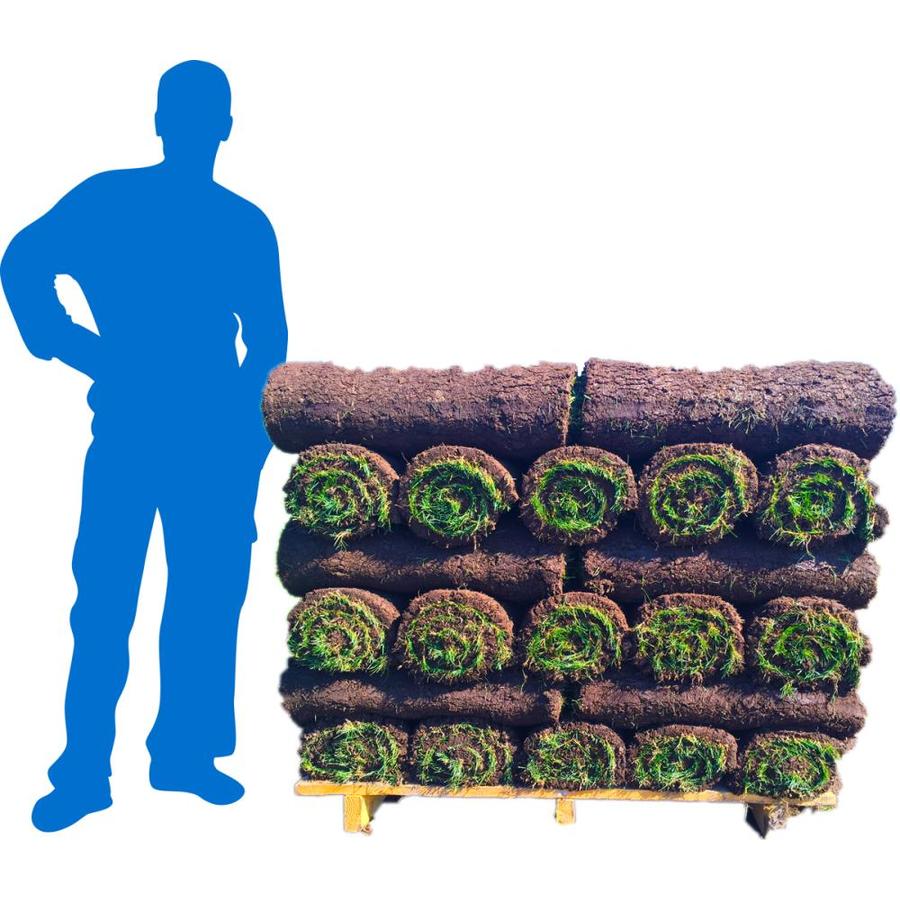 Harmony Outdoor Brands 500-sq Ft Bermuda Sod Pallet In The Sod ...