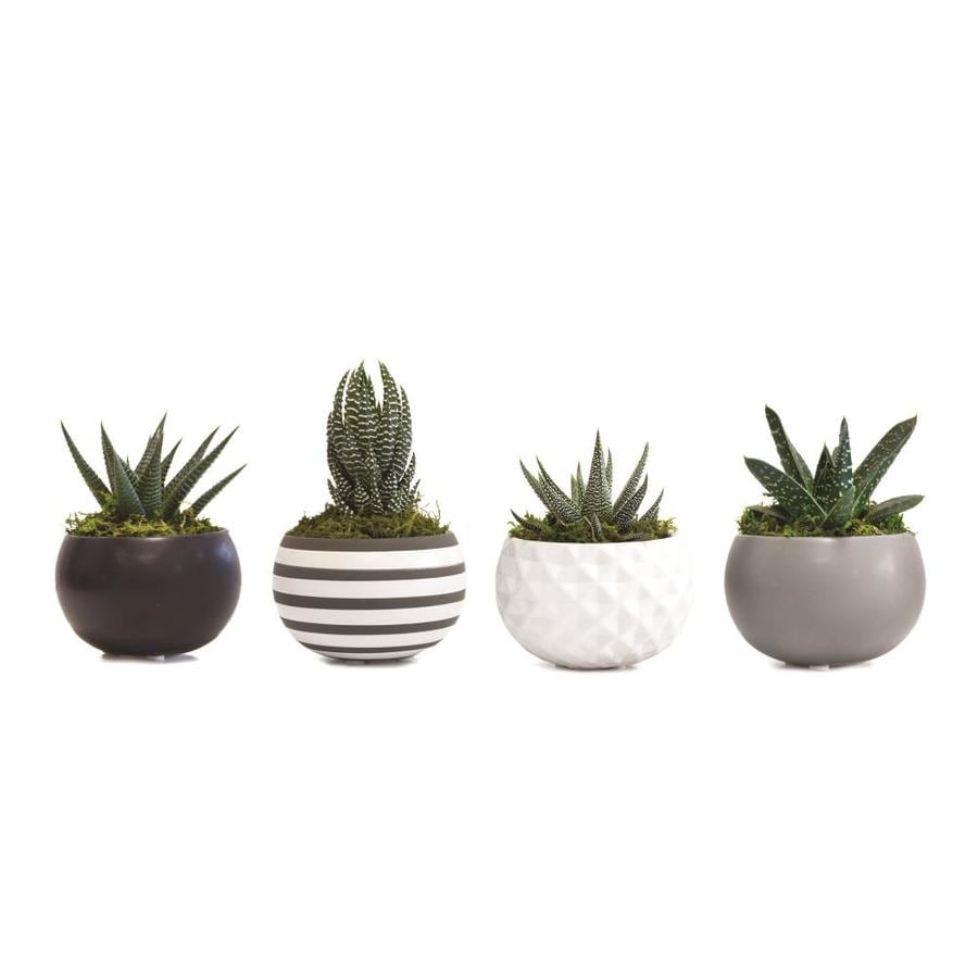 2.3-oz Succulent in Ceramic Planter (Assorted) in the House Plants