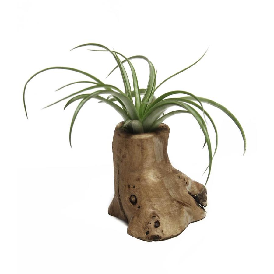 Where can i buy air plants near me Idea