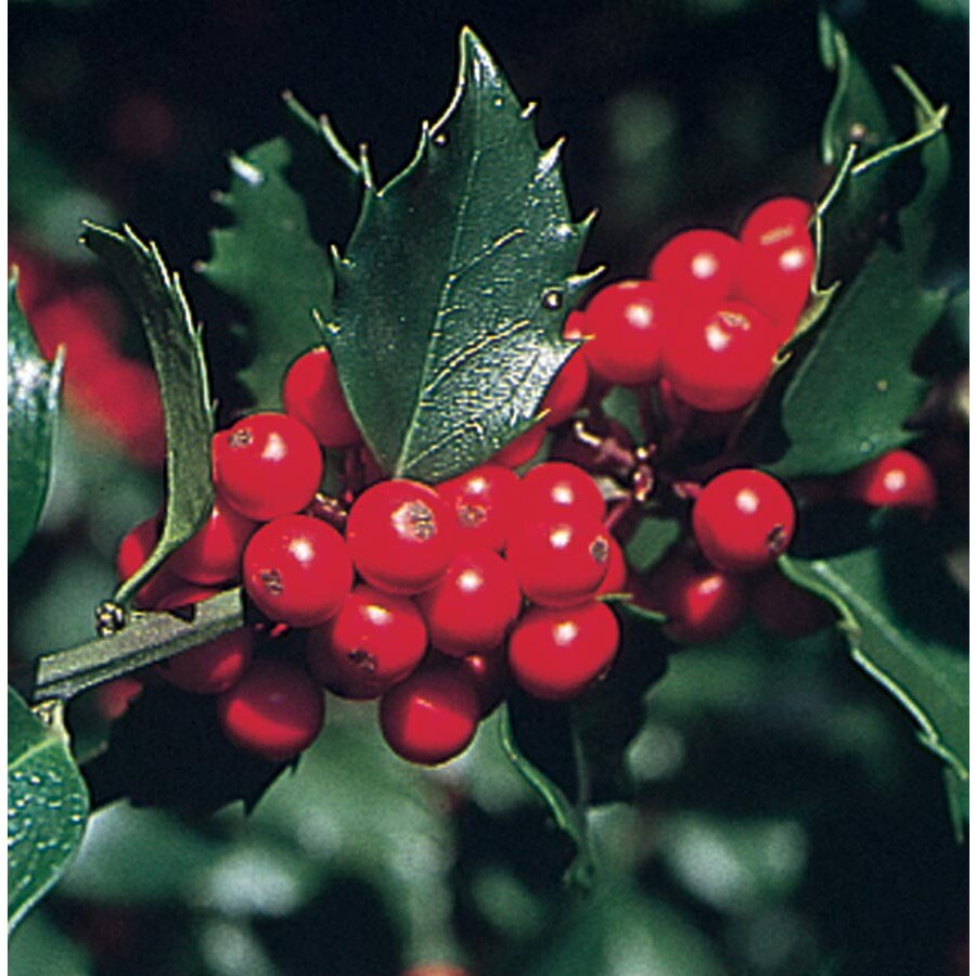 Merry Berry Holly Feature Shrub in Pot (With Soil) (L5183) at Lowes.com