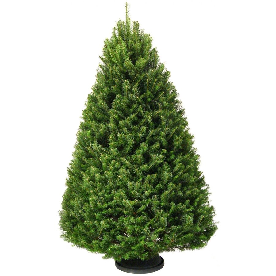 78 ft Douglas Fir Real Christmas Tree in the Fresh Christmas Trees department at