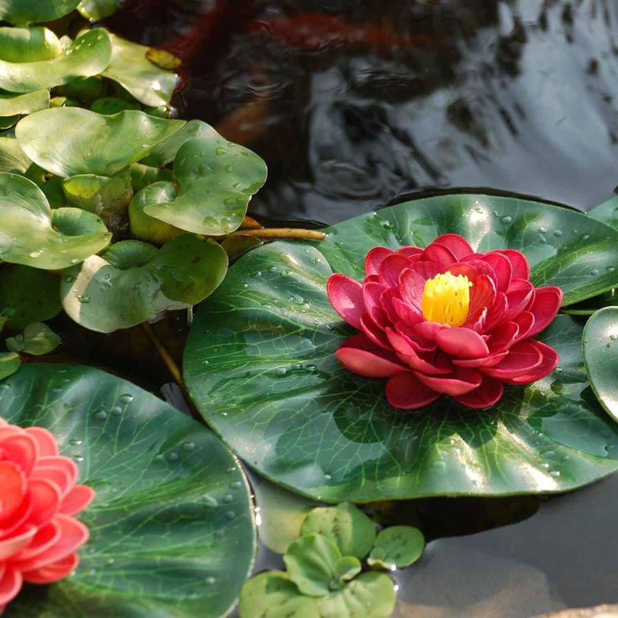 smartpond Multicolored Pond Lilies in the Pond Accessories