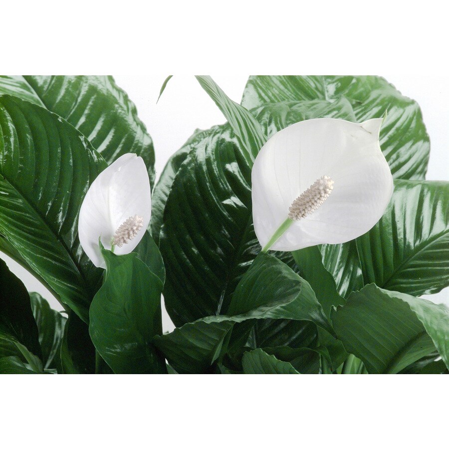 White Peace Lily (L20977hp) in the House Plants department at