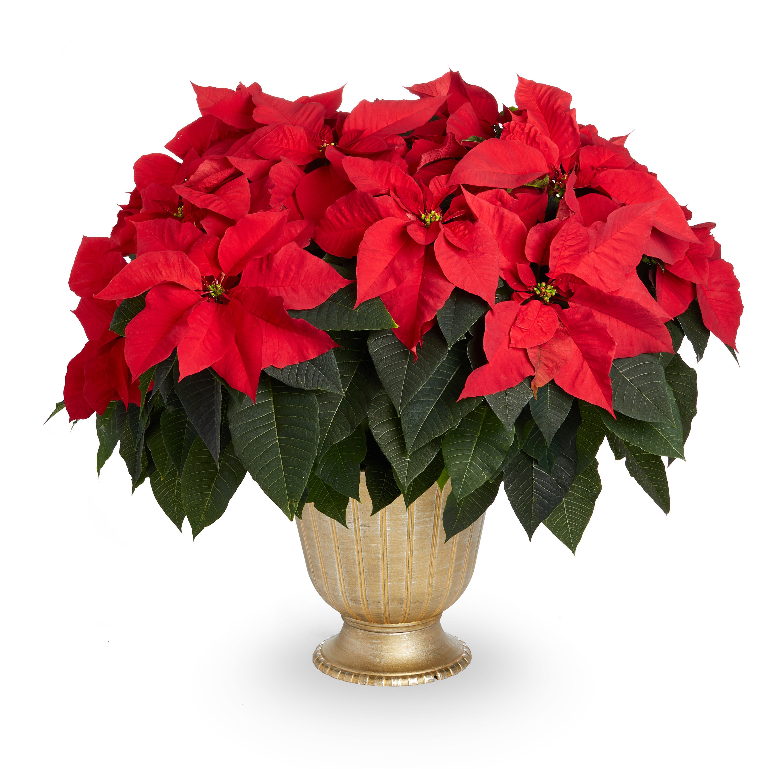 potted poinsettia clip art