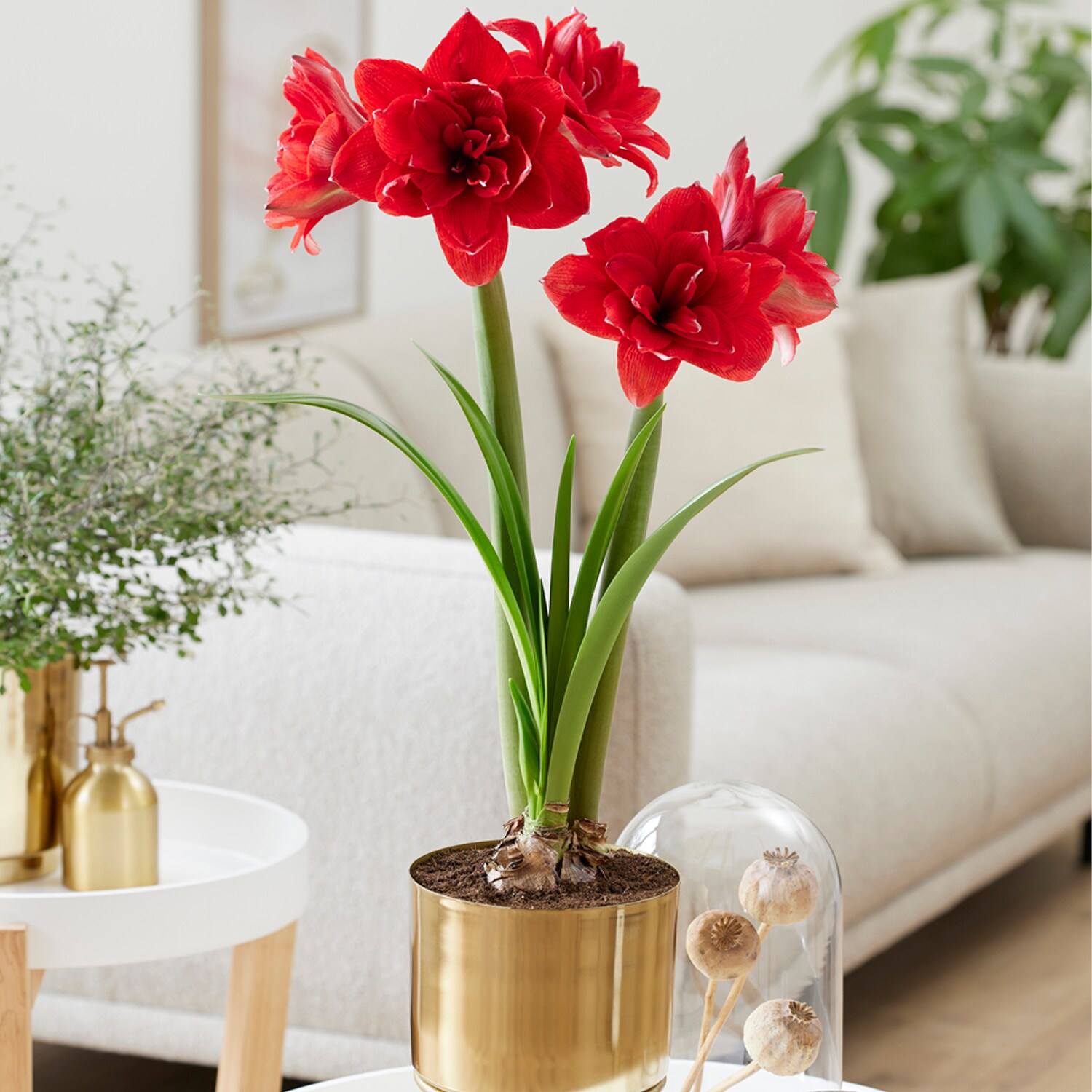 Pre Planted Amaryllis Double Dragon With Iron Faux Brass Finish Bulb