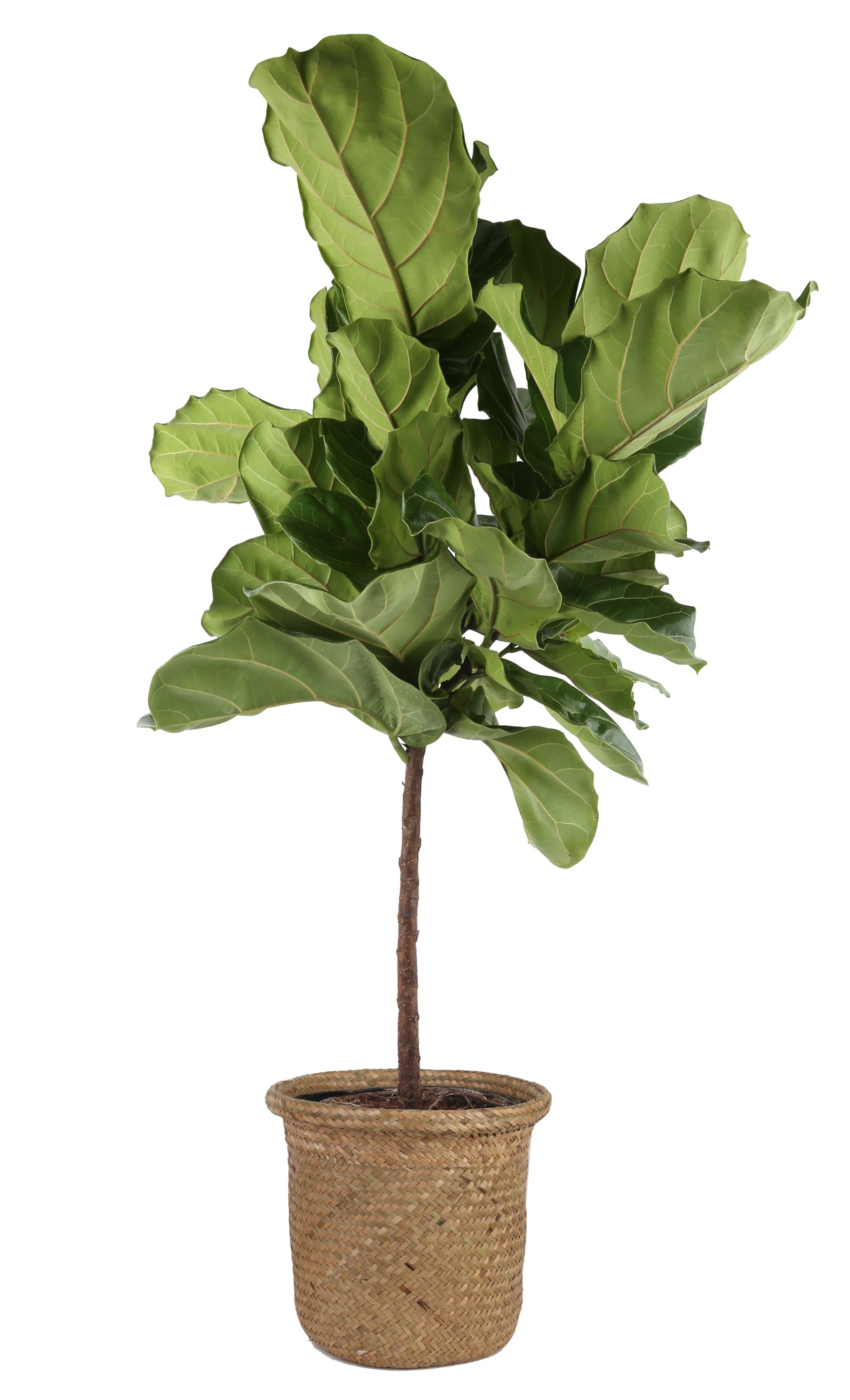Fiddleleaf Fig Plant Tree Ficus Great Indoor Tree 4" Pot Decorative Cover Gift 