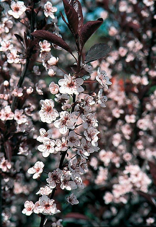 1 Plant in 1 Gallon Pot Purple Leaf Sand Cherry Tree Flowering Rooted 
