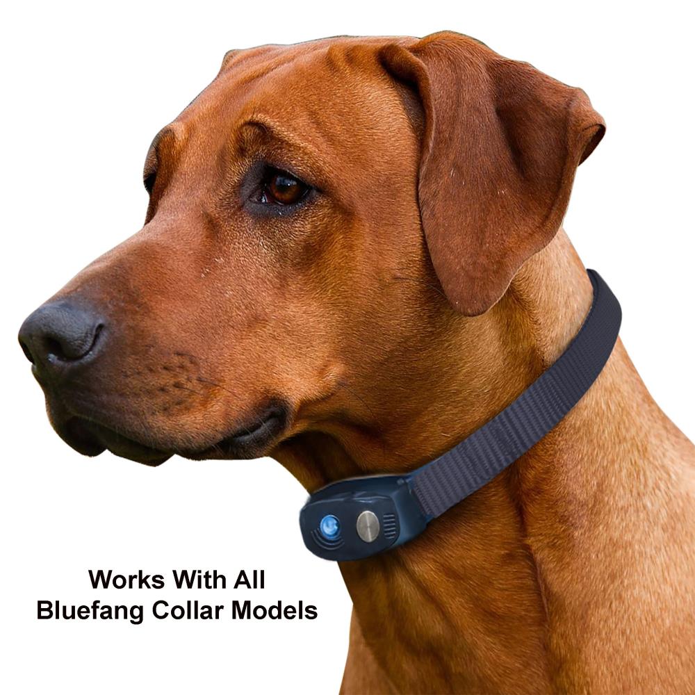 lowes dog shock collar