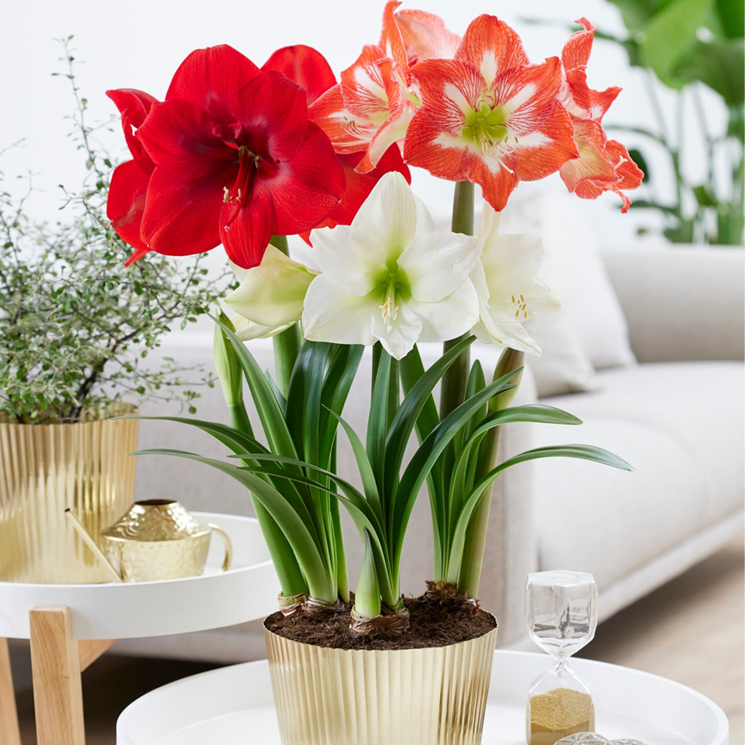 Amaryllis Kit Trio With Fluted Iron Faux Brass Finish Bulb Planter