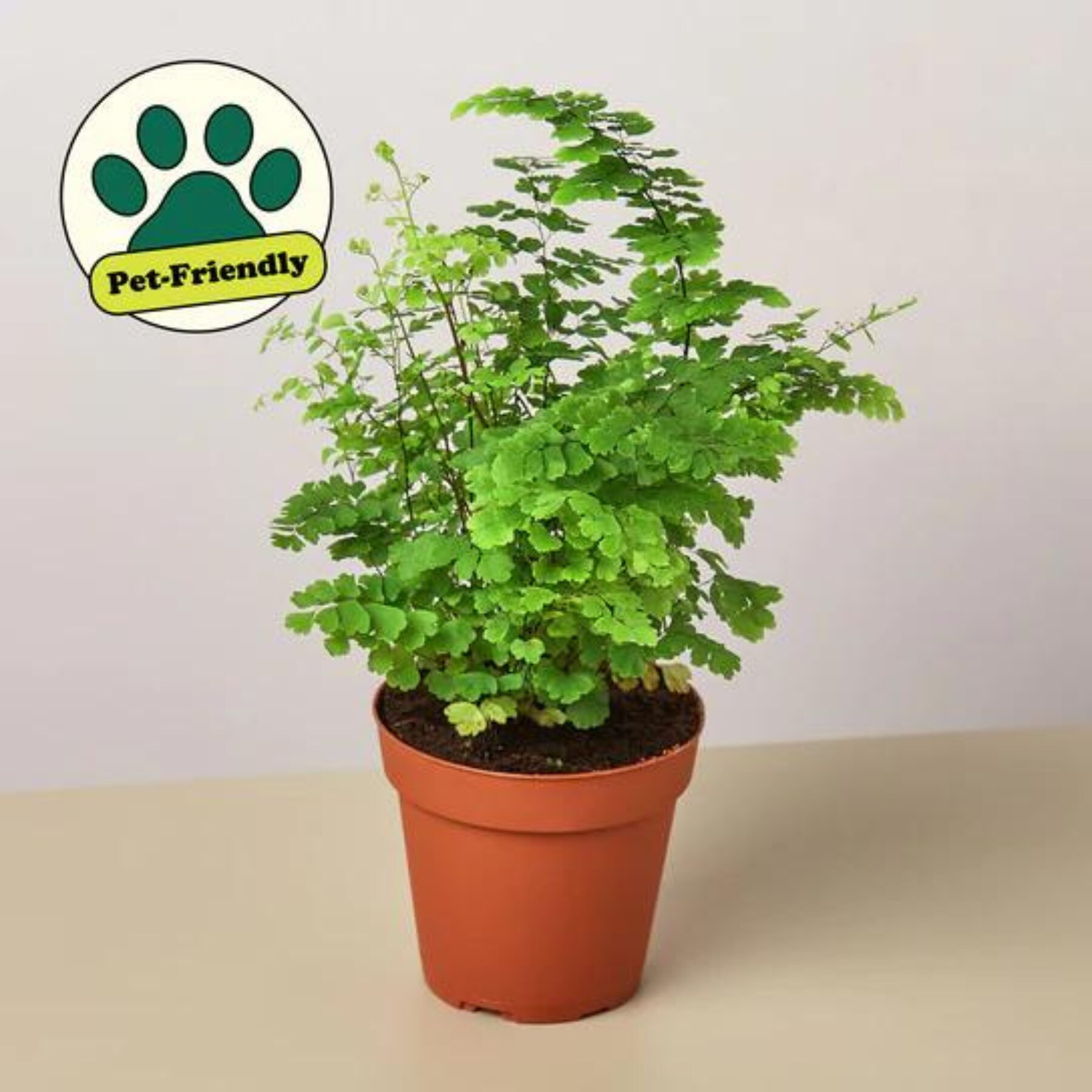 Black Maidenhair Fern Maidenhair Fern Southern Maidenhair Fern Venus