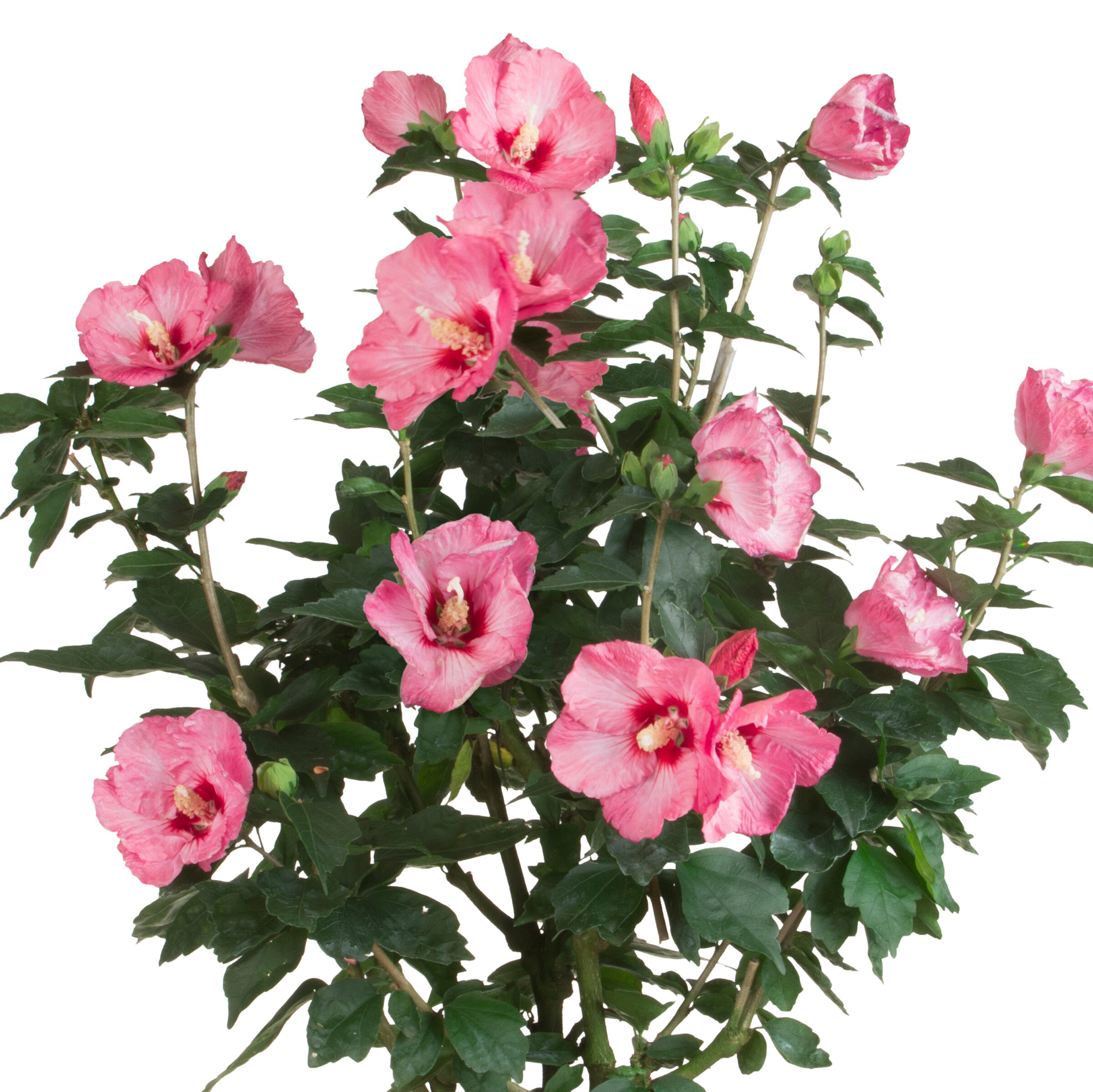 Proven Winners Pink Ruffled Satin Rose Of Sharon Flowering Shrub In 2