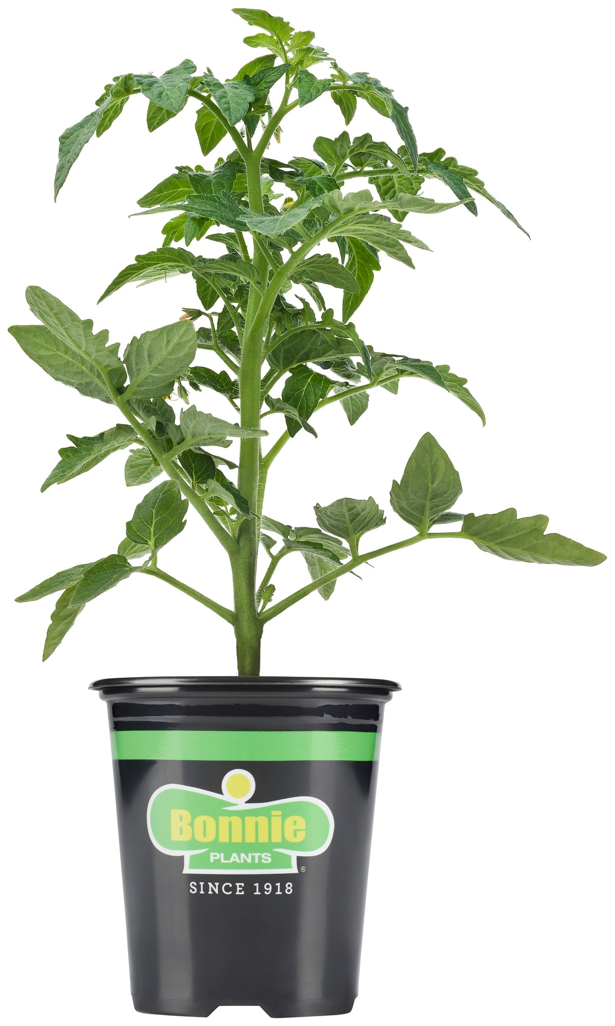 Bonnie Plants Better Boy Tomato Plant in 14.14-oz Pot in the