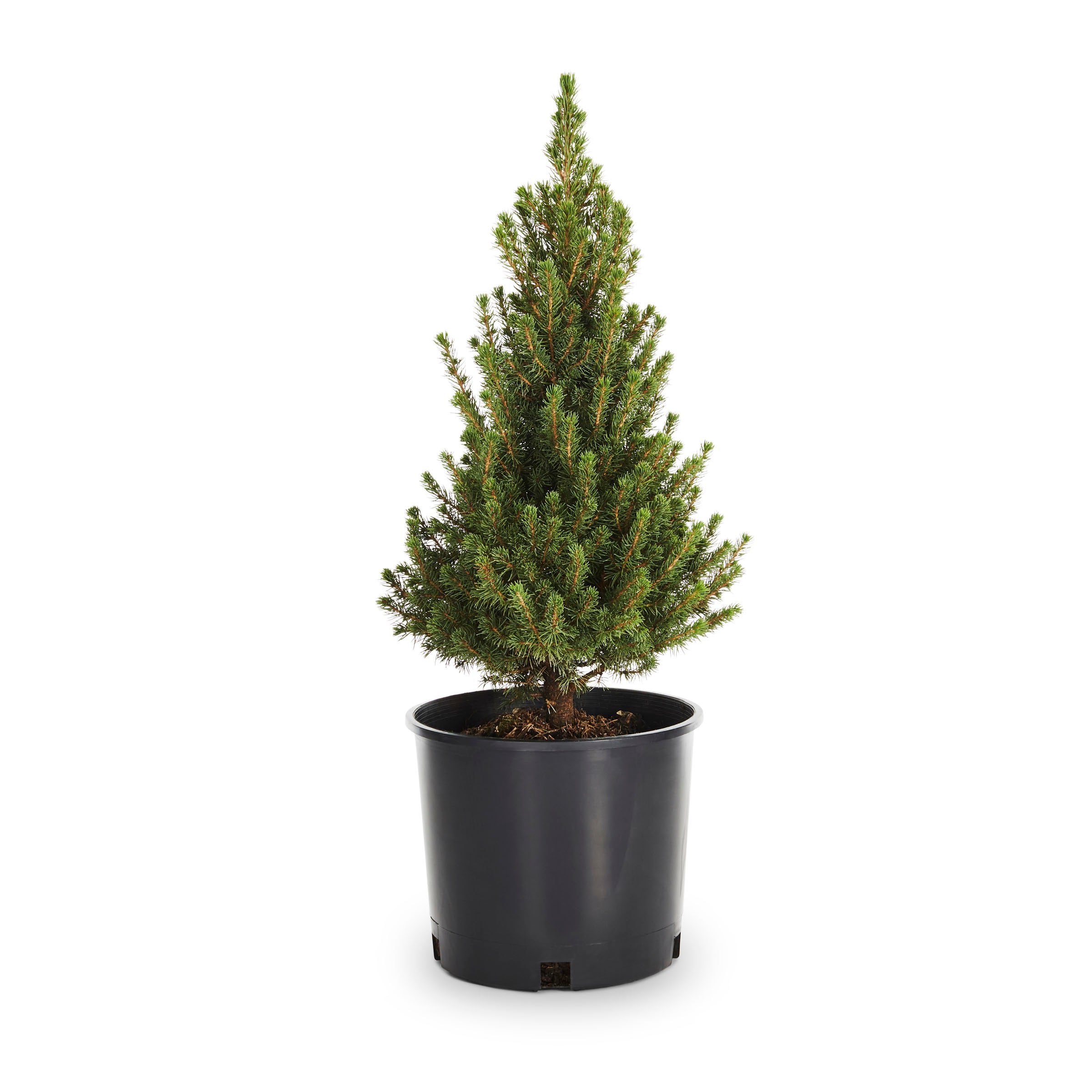 dwarf alberta spruce feature shrub in 2.25-gallon (s) pot in the
