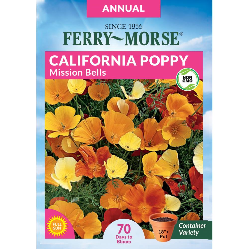 California Poppy 2 zip