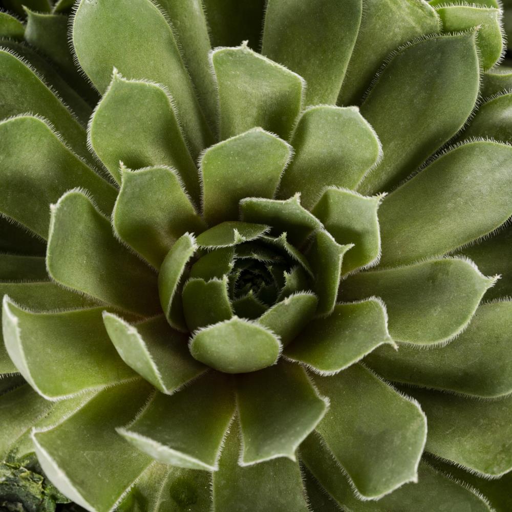 2.5Quart Hardy Hens and Chicks in Pot (L24889) in the Ground Cover