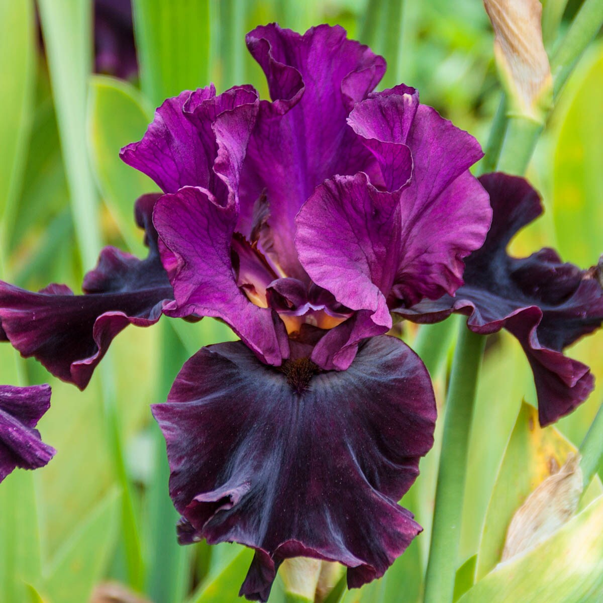 Silken Trim Bearded Iris Perennial Perennial Plant Plants Bulbs