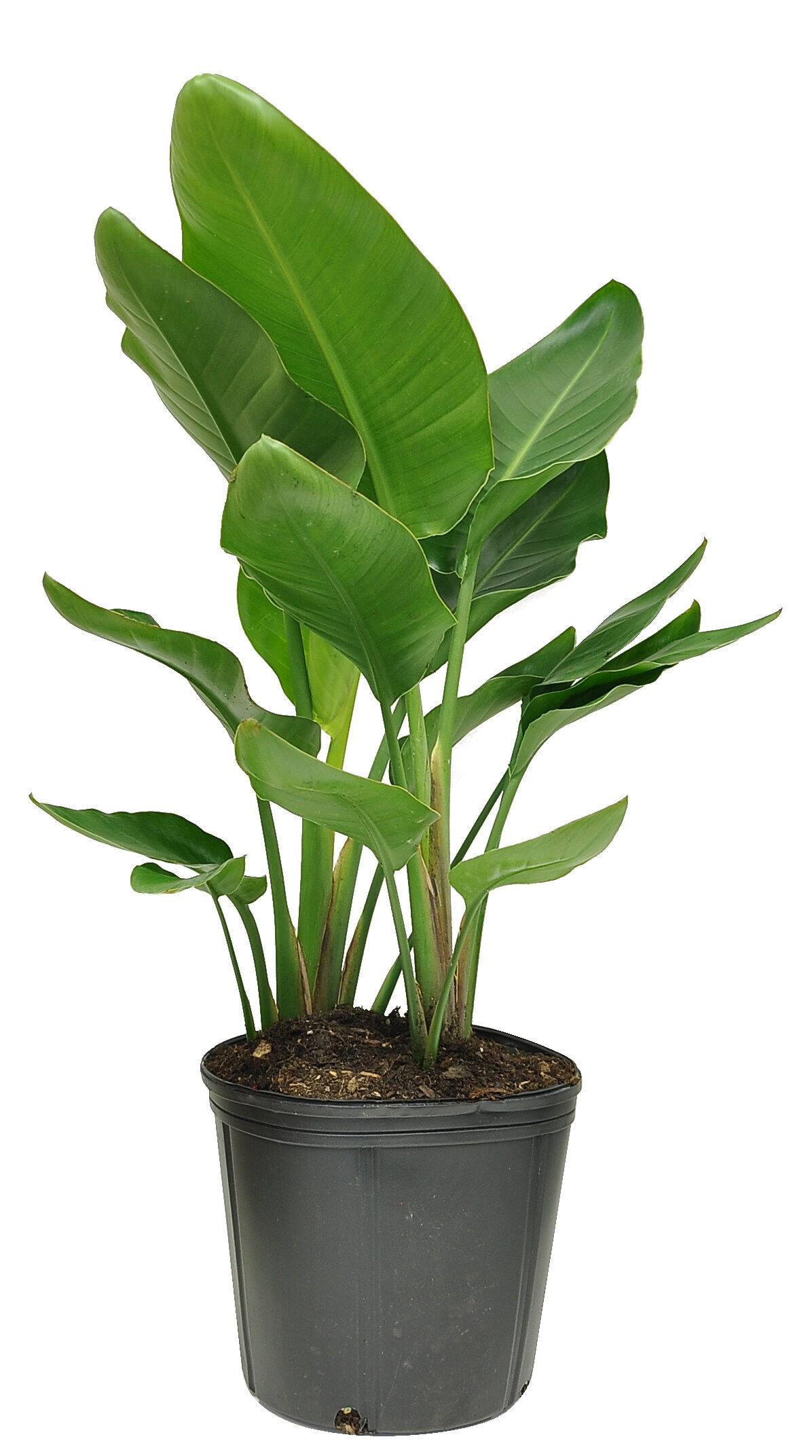costa farms white bird of paradise house plant in 10-in pot