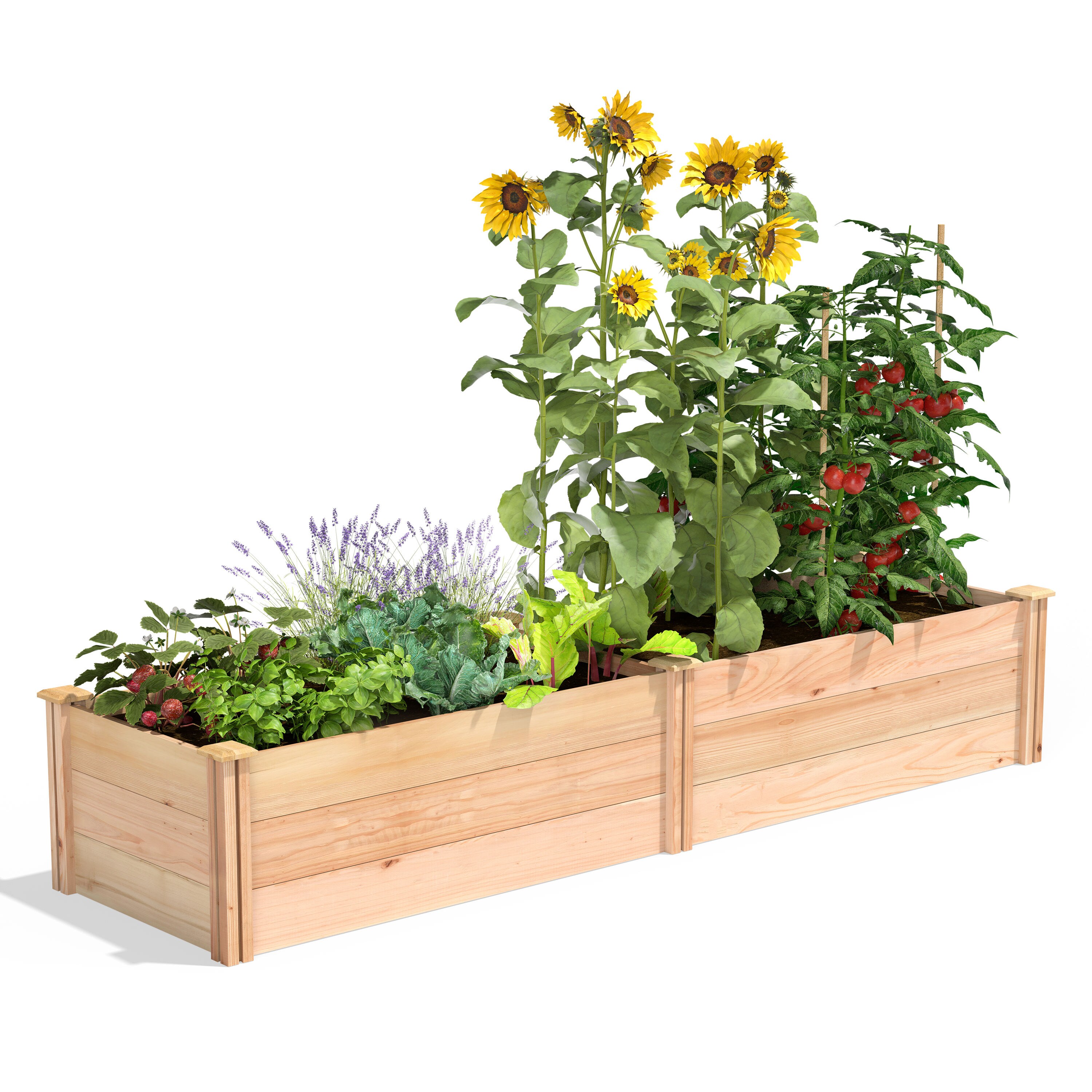 Raised Garden Bed 96 in L x 48 in W x 5.5 in H Rectangle Cedar Natural Finish 