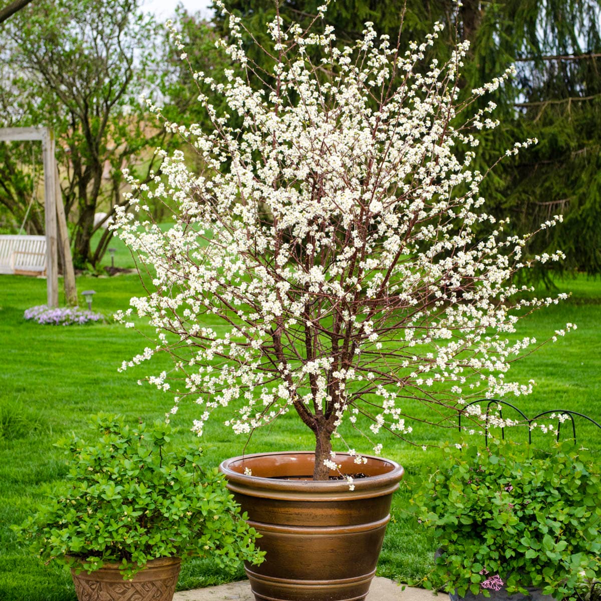 Gurney's Seed And Nursery Bush Cherry In 6-Pack Pot In The Fruit Plants ...