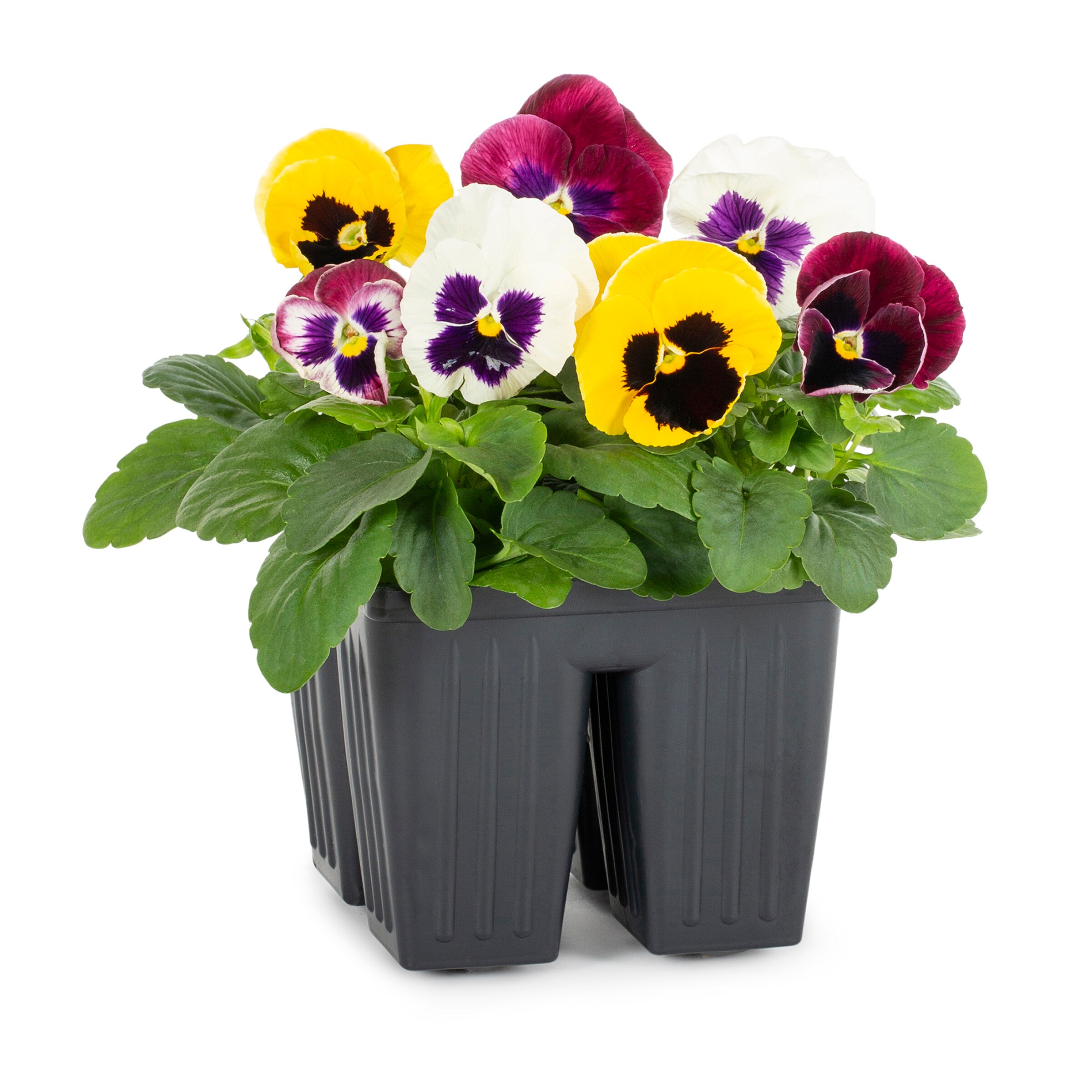 20 Pack Multicolor Pansy in Tray in the Annuals department at Lowes.com