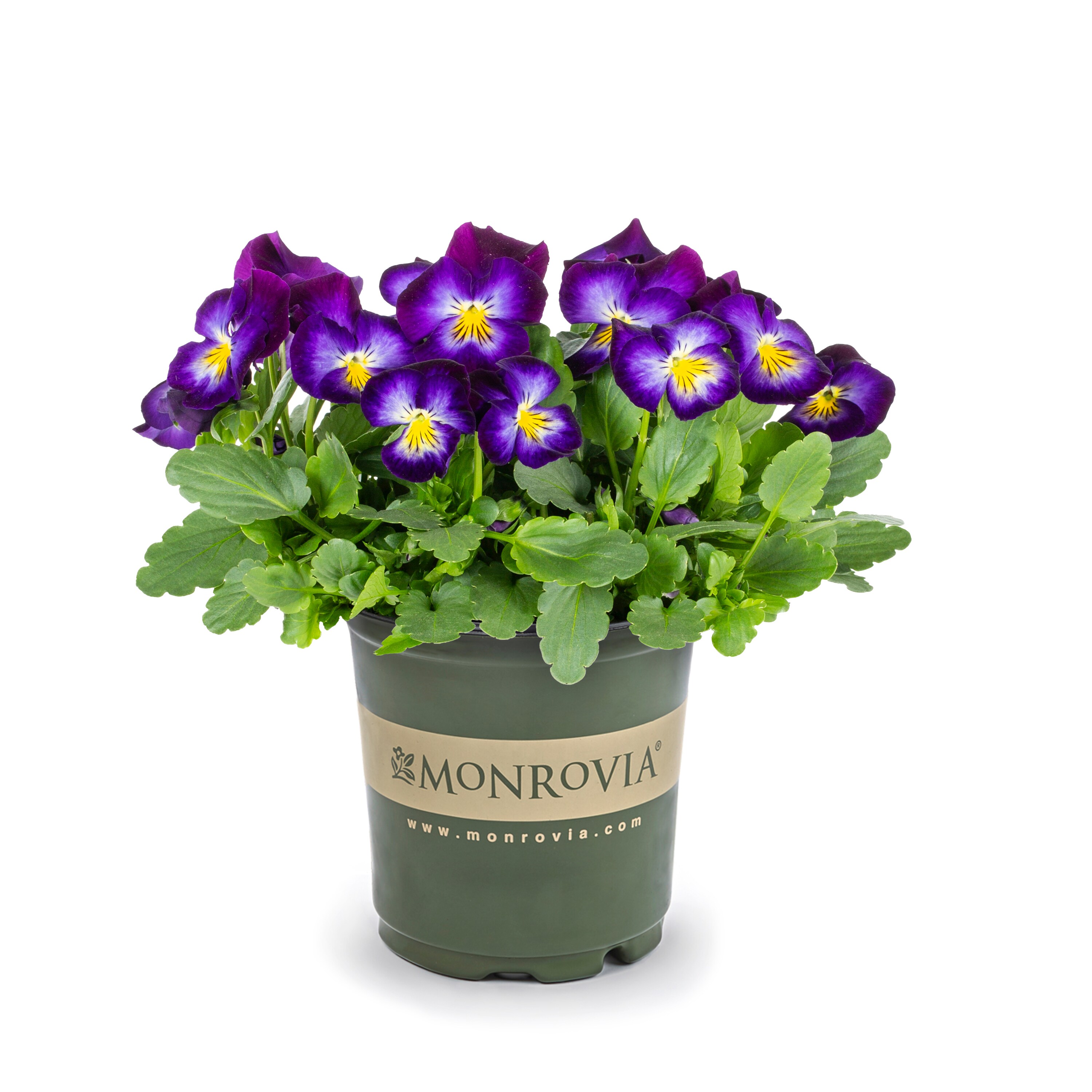 present day Mus Bleed Monrovia Halo Violet Viola in 2.5-Quart Pot in the Perennials department at  Lowes.com