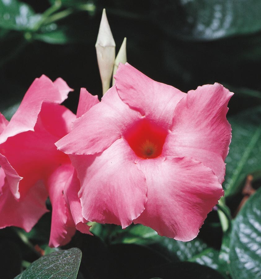 3 25 Gallon In Mandevilla Vine L10440 In The Vines Department At Lowes Com