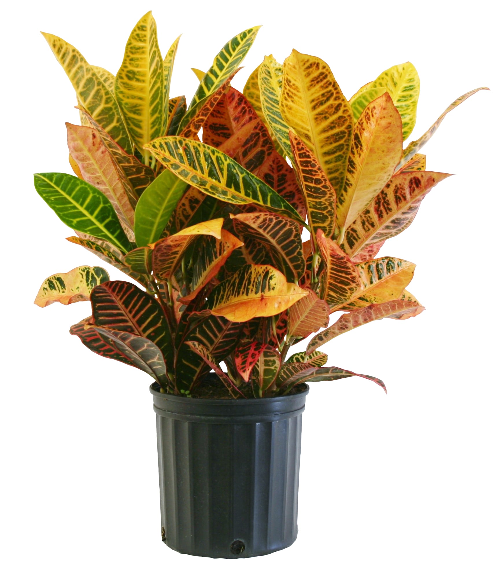 A Colorful Tropical That is Ideal for Bright Sun Location Indoors or in a Full Sun Patio Container in The Summer. Petra Croton Tropical Plant in a 4 inch Pot