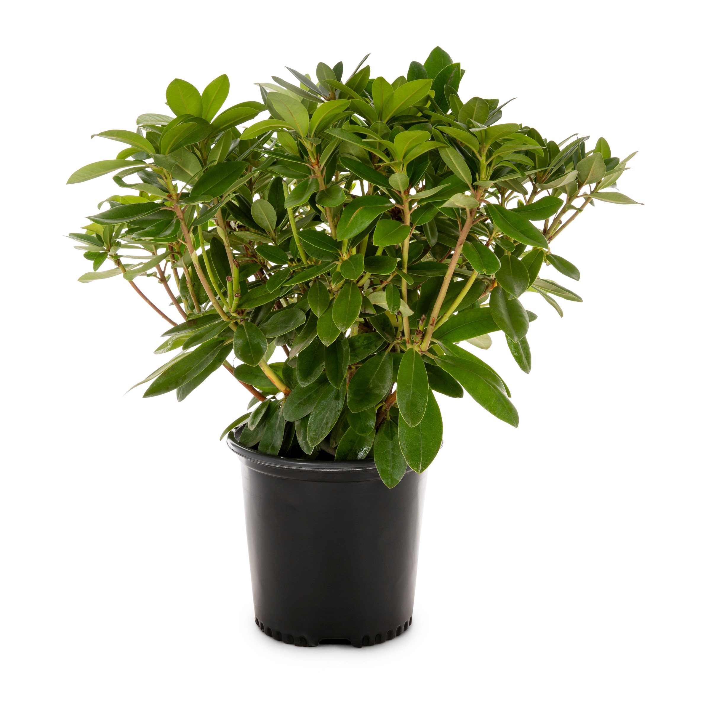 Rhododendron Catawbiense Boursault One Gallon Plant