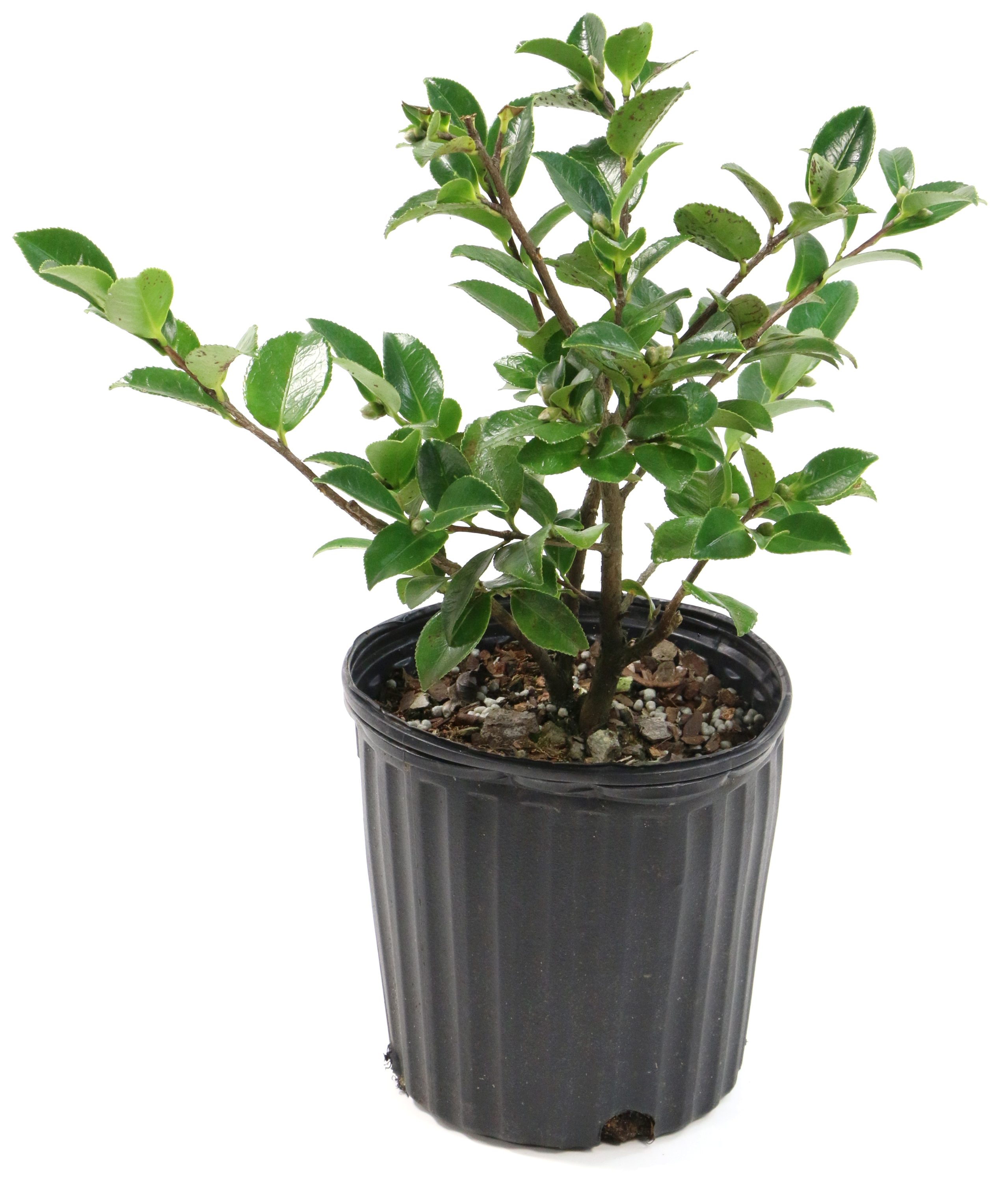 Live Plant 3 Gallon Pot Shishi Gashira Camellia
