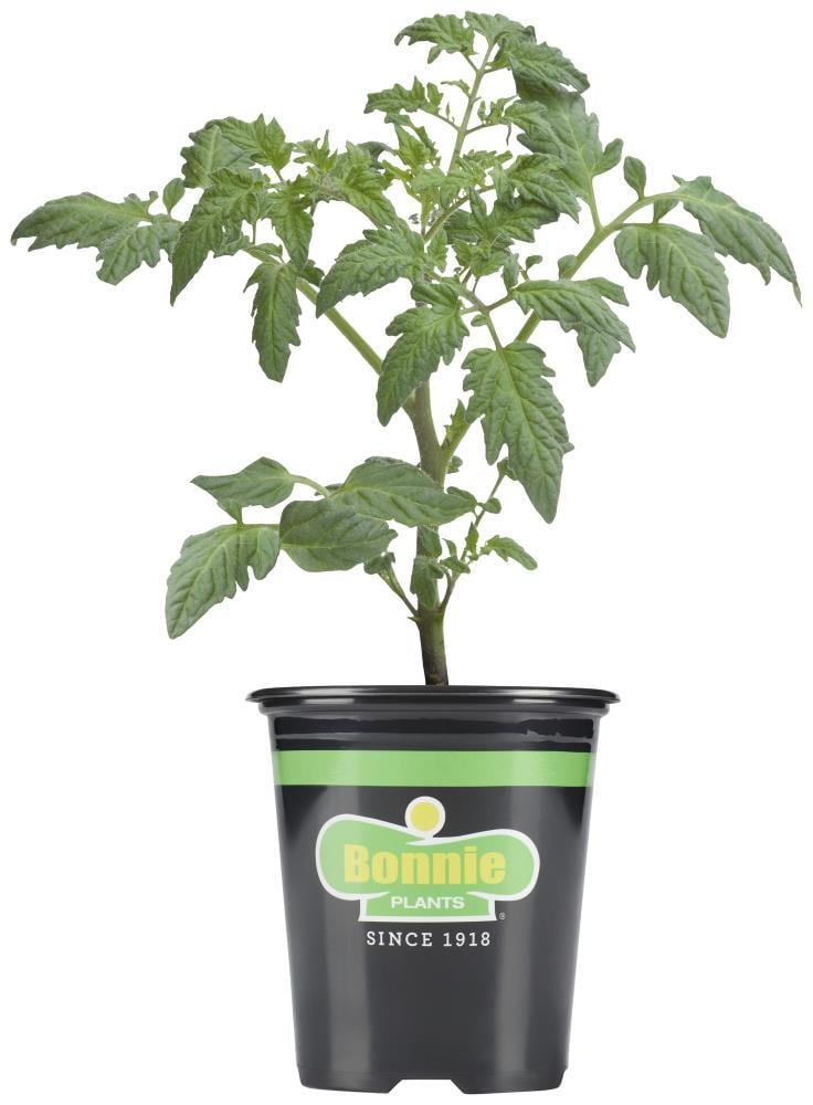 Bonnie Bush Tomato Plant in 19.3-oz Pot at Lowes.com
