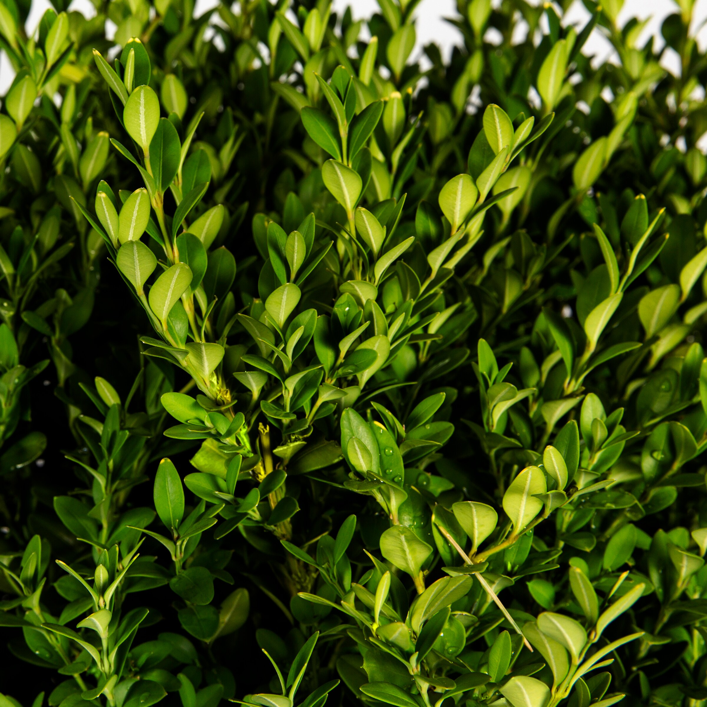 Green Mountain Greenmountain Boxwood Buxus sempervirens 2.5" Pot Live Plant 