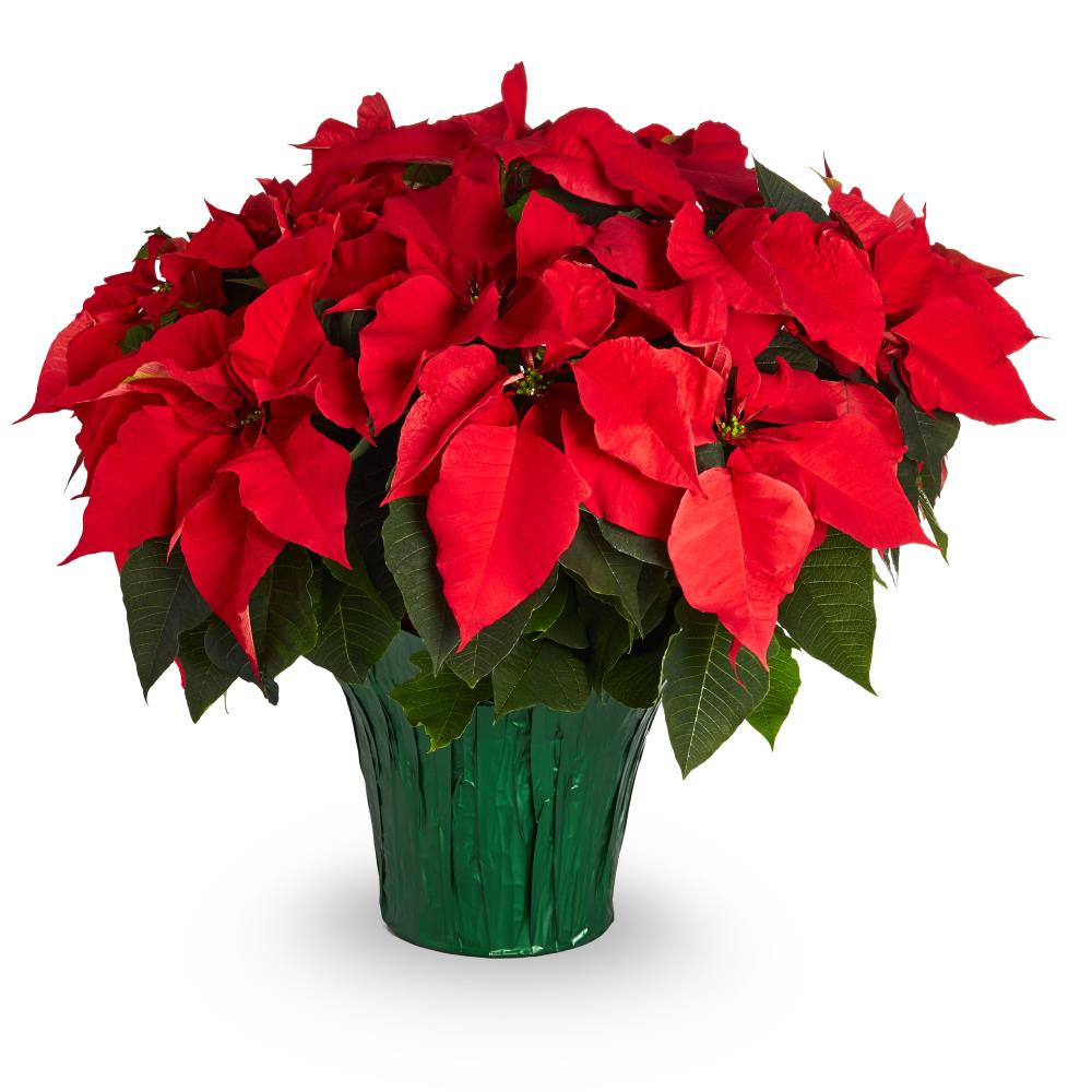 potted poinsettia clip art