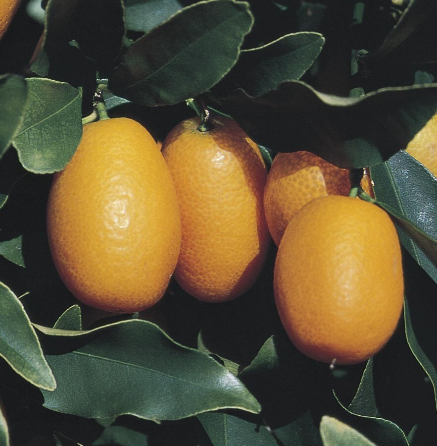Kumquat tree