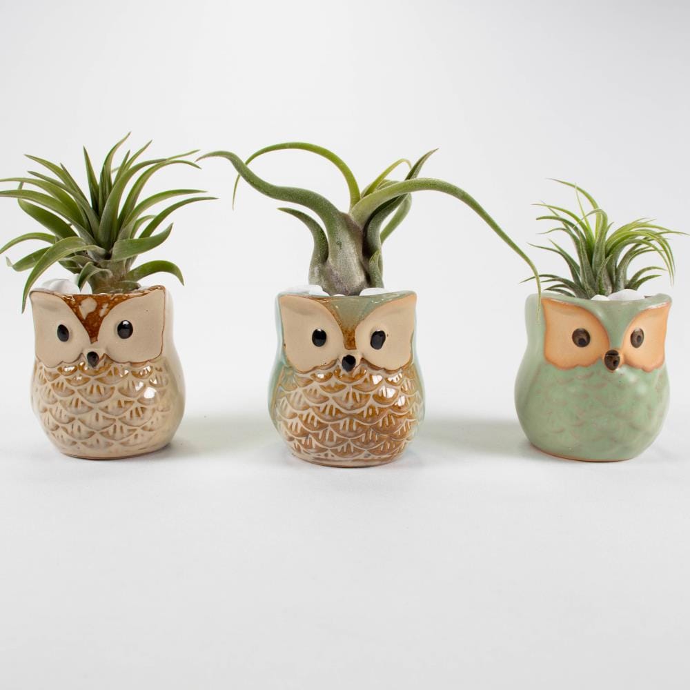 Mini Owl Ceramic Succulent Planter Pot Flower Plant Garden Decor Gift #BZ3 