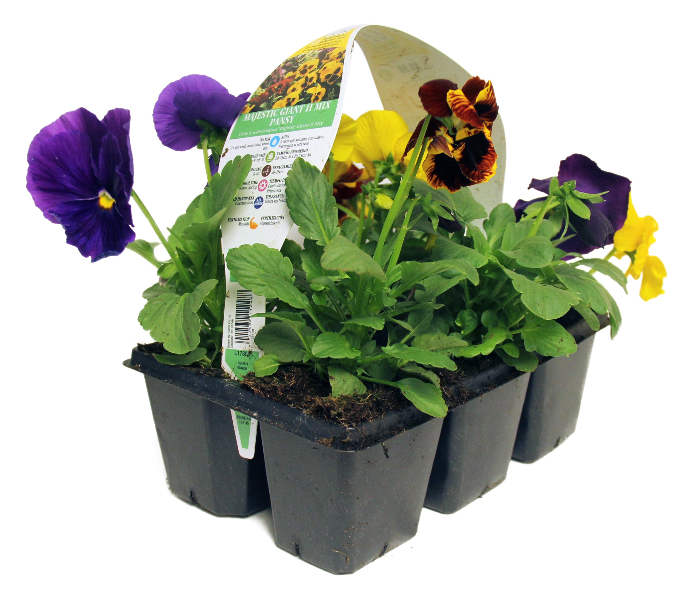 lowe's multicolor pansy in 6-pack tray in the annuals department