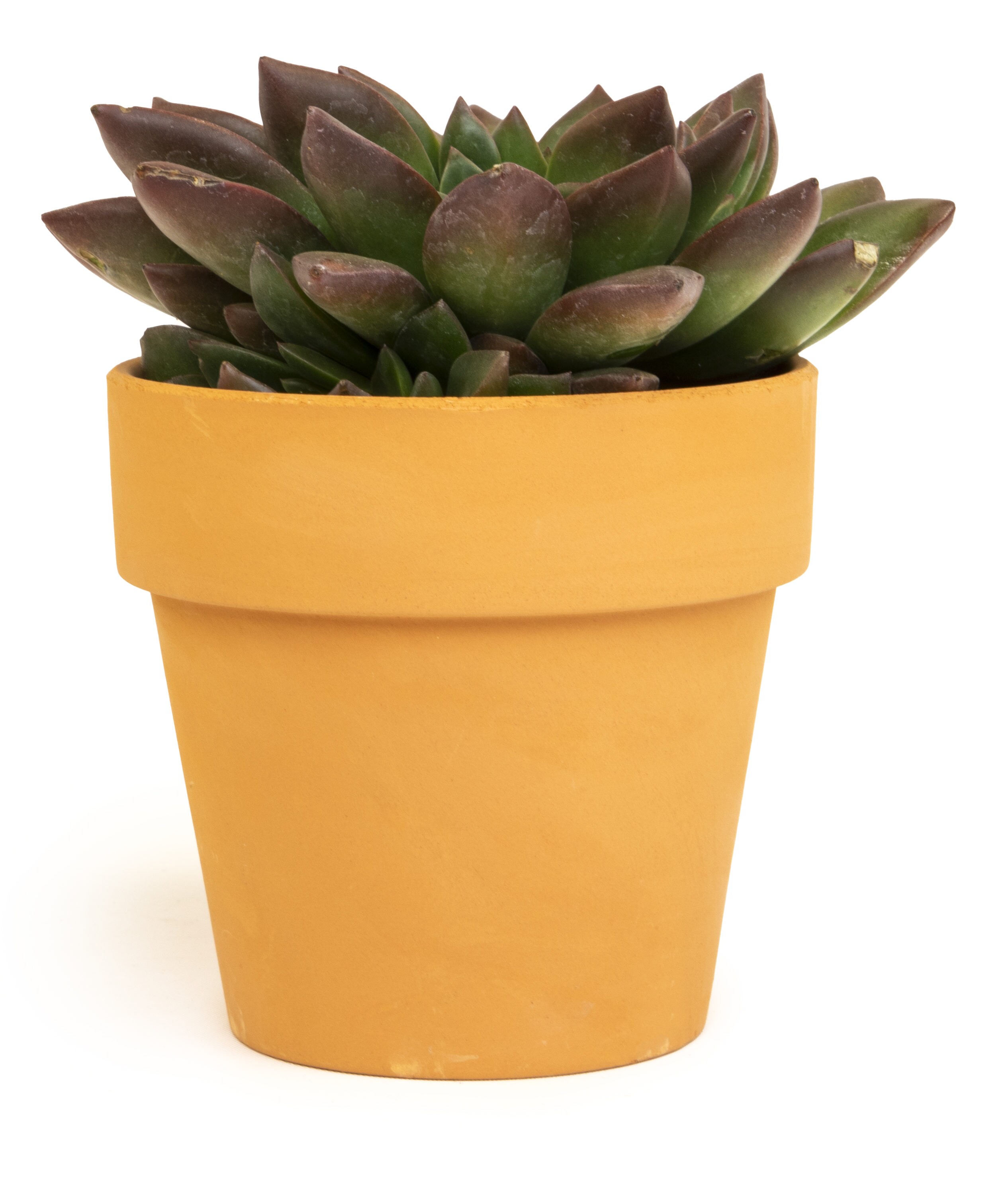 Altman Plants Succulent In 1 Cm Planter In The Succulents Department At