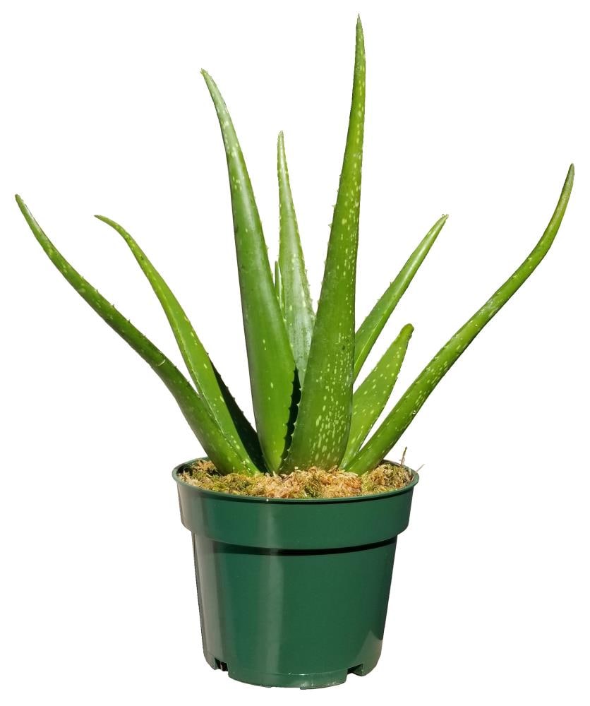 aloe vera in 6-in pot in the house plants department at lowes