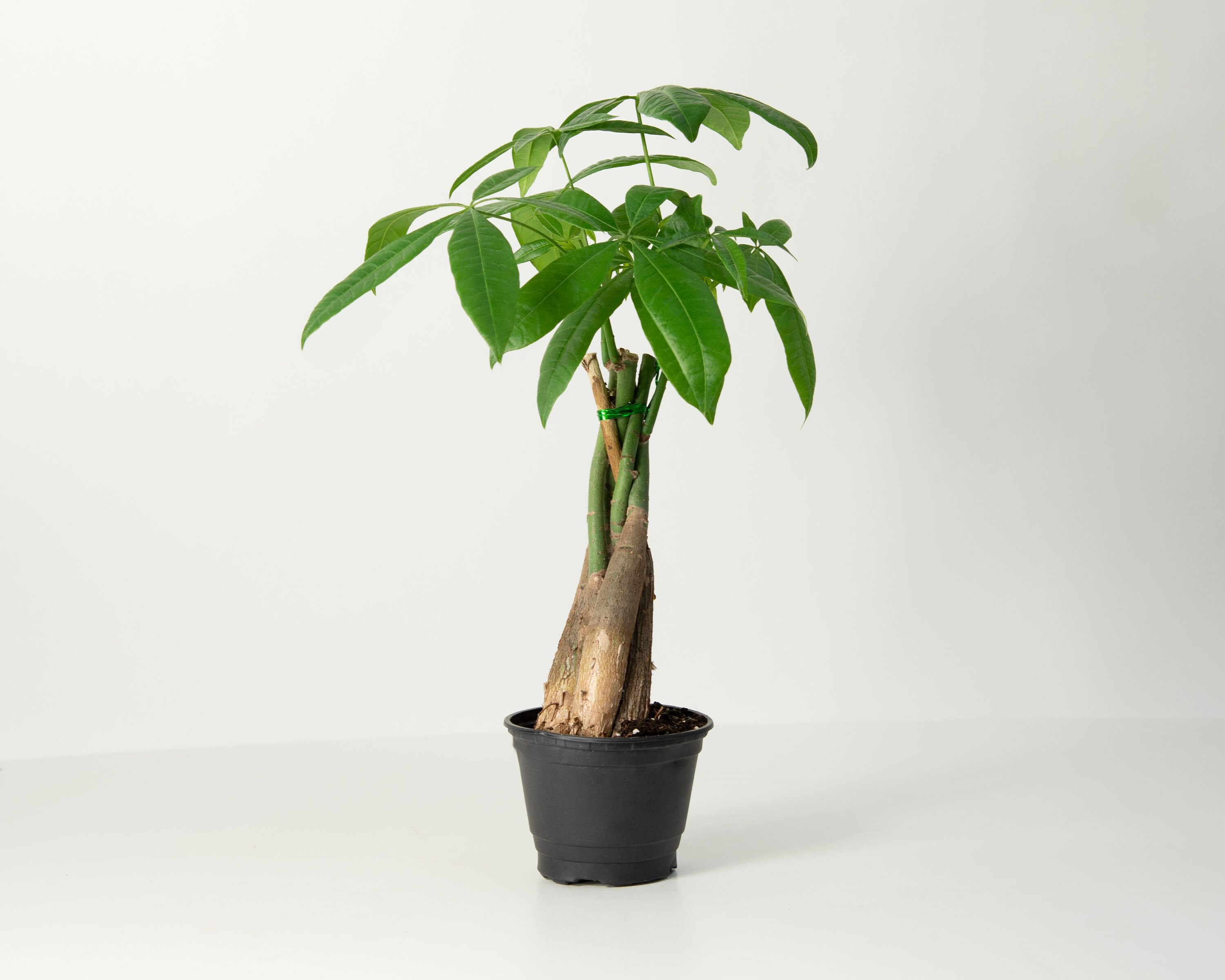 national plant network money tree house plant in 1-in pot