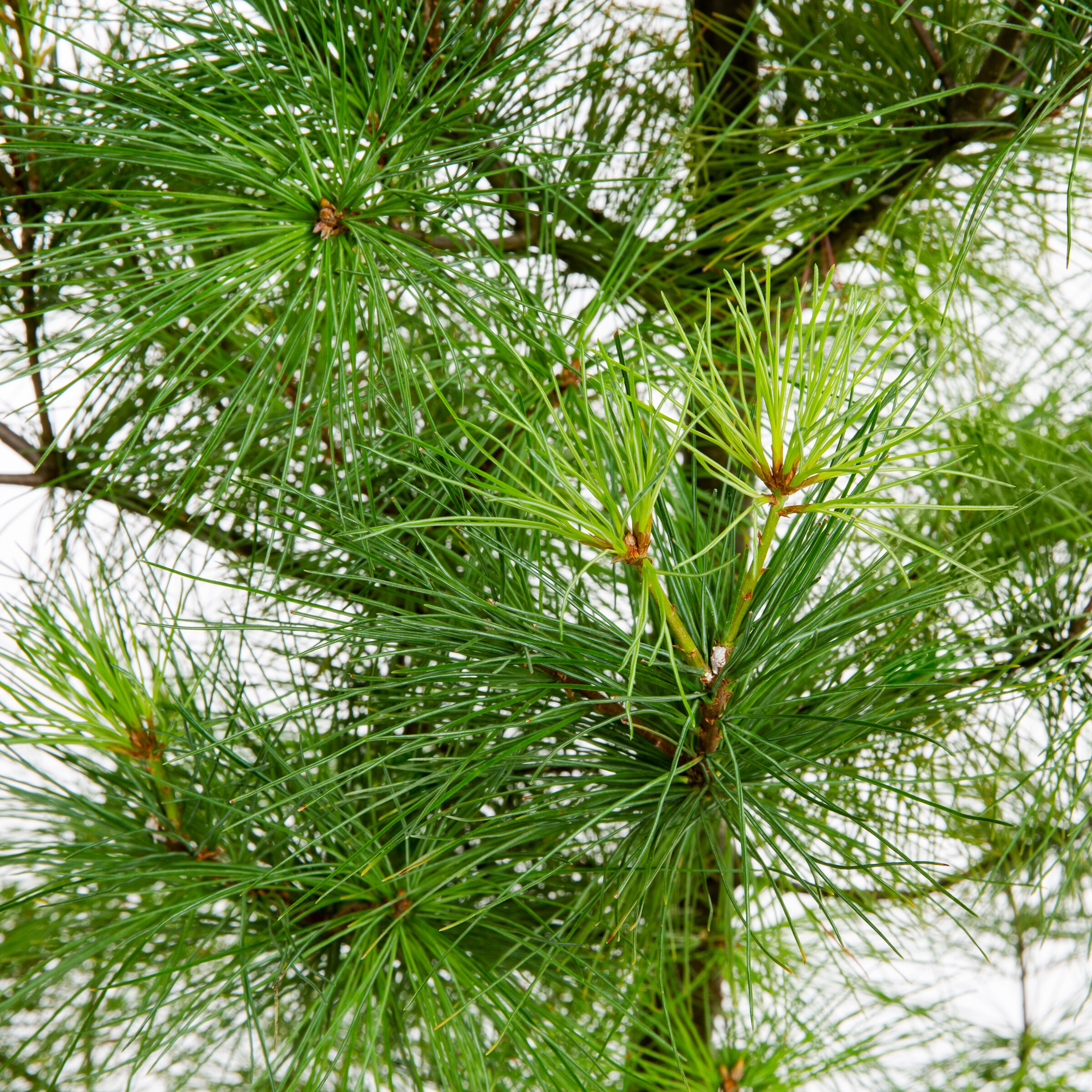 12 Plants in 2.5" Pots Evergreen Live Established Eastern White Pine Tree 