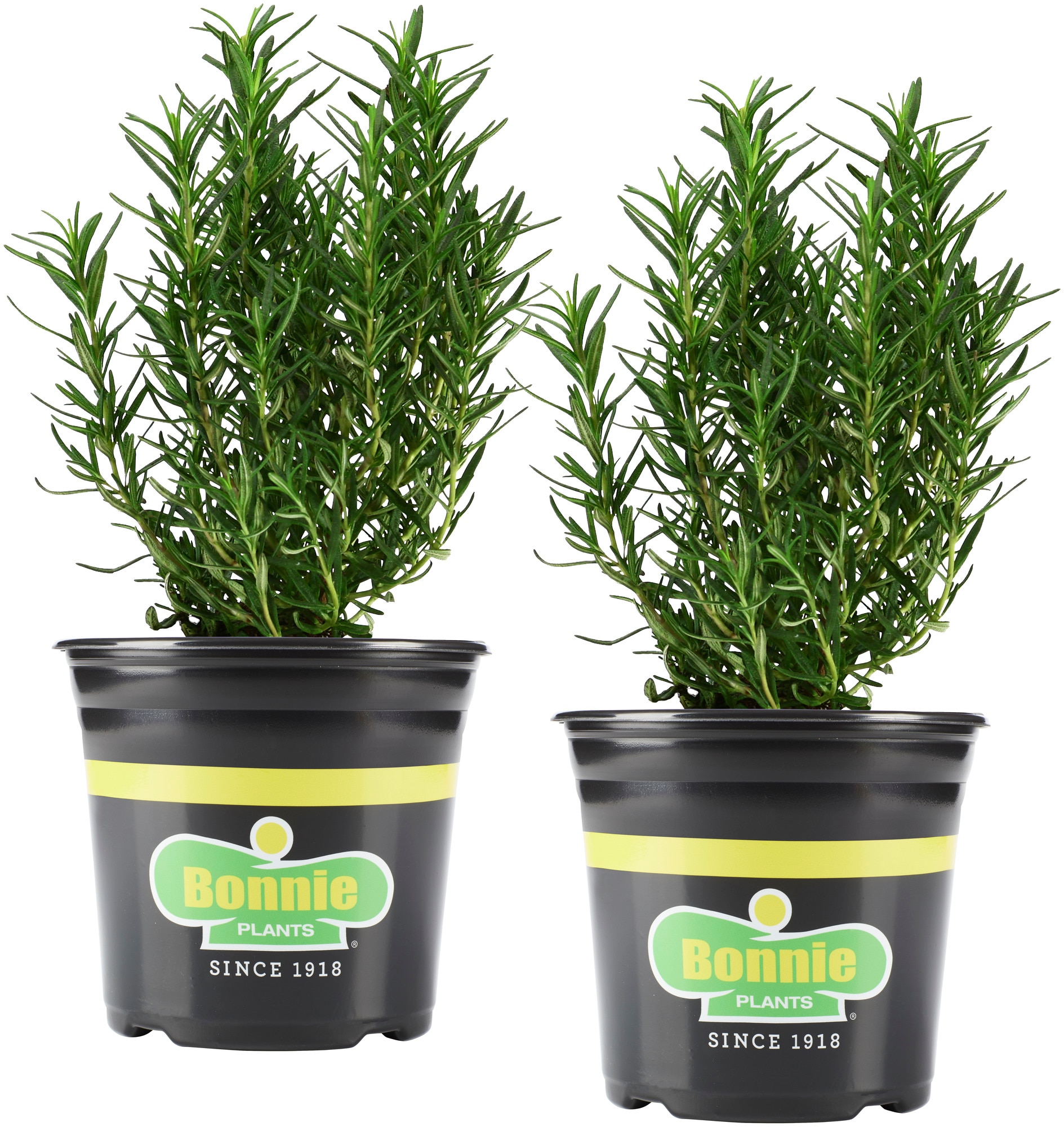 bonnie plants 2-pack rosemary in 25-oz pot