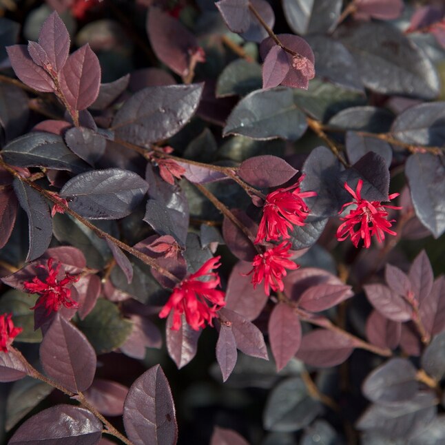 Southern Living Plant Collection 2-Pack Red Diamond Loropetalum Foundation/Hedge Shrub in 2-Gallon Pot in the Shrubs department at Lowes.com