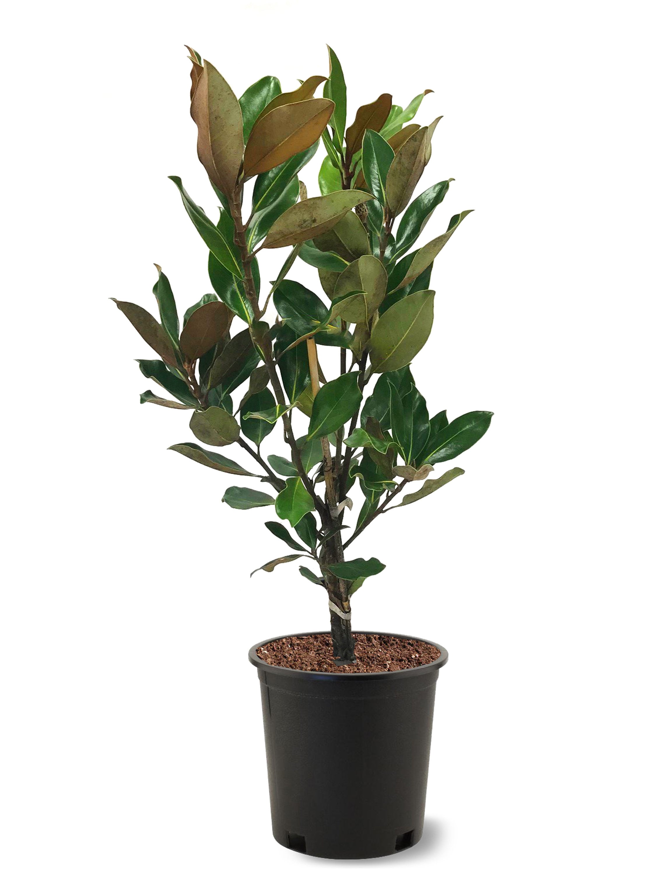 southern planters white flowering little gem magnolia tree in pot (with  soil)
