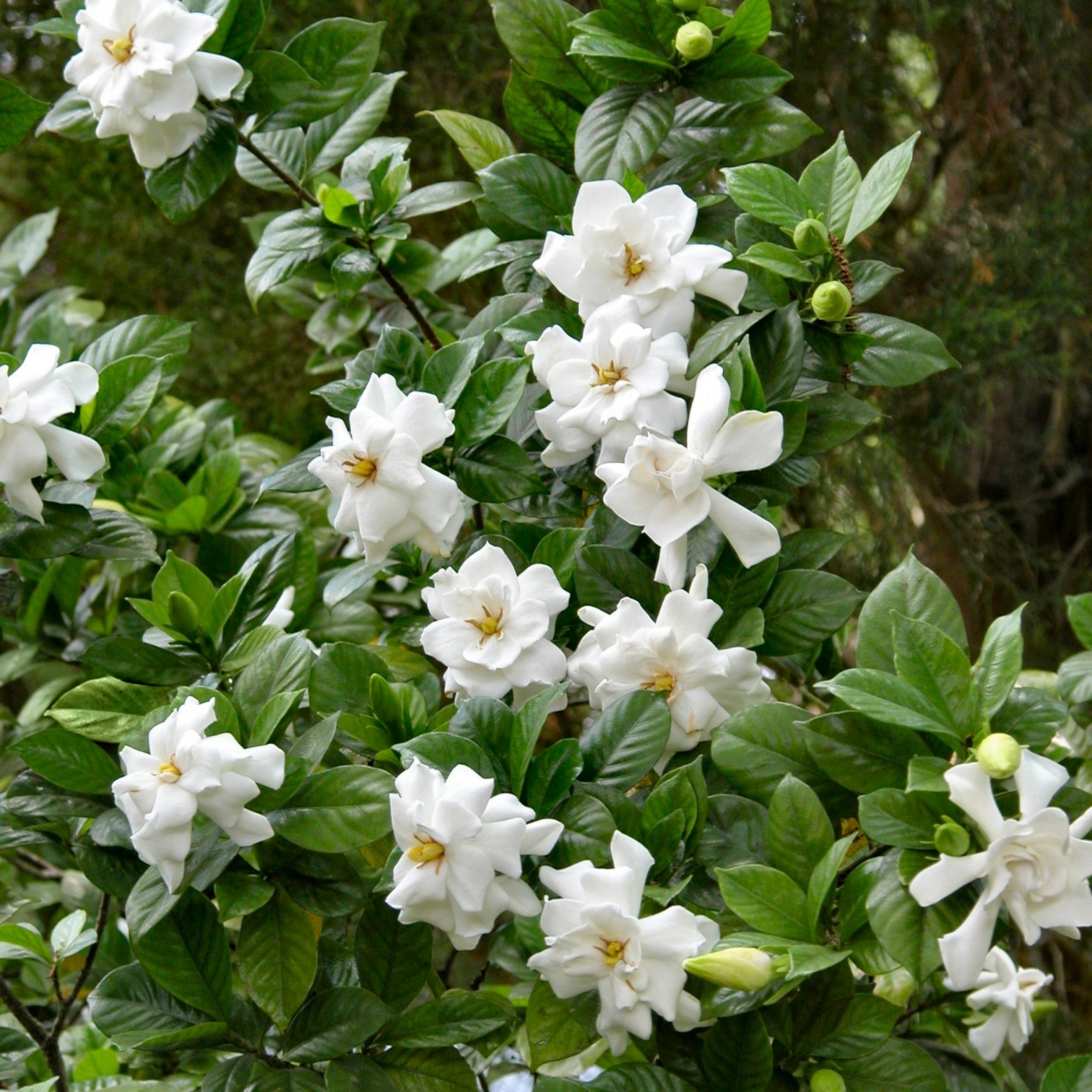 National Plant Network White Gardenia Frostproof Flowering Shrub in 20  Packs Pot