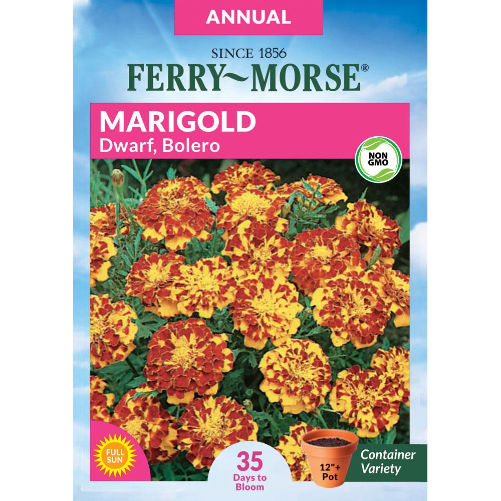 100 + mammoths multicolored marigolds seeds 